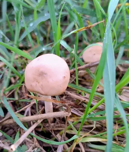 Senderuela (Marasmius oreades) cerca de Montseny, octubre de 2026