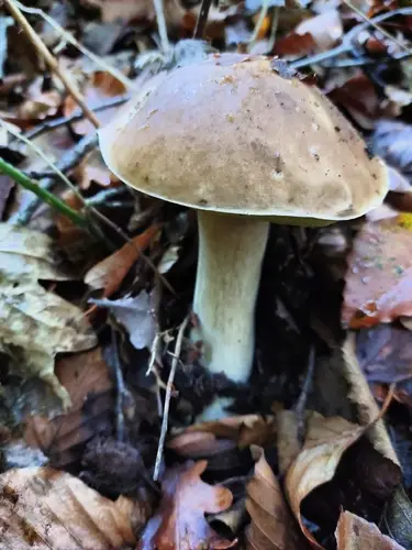 Boletus (Boletus edulis) cerca de Pirineo Navarro, octubre de 2026