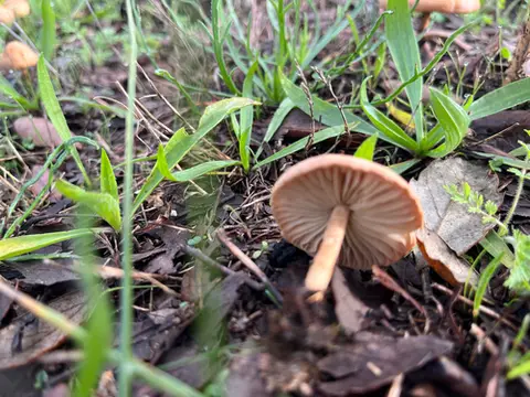 Senderuela (Marasmius oreades) cerca de Montseny, octubre de 2026