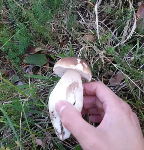 Boletus (Boletus edulis) cerca de Pinares de Soria, octubre de 2026