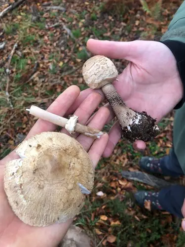 Parasol (Macrolepiota procera) cerca de Pirineo Navarro, octubre de 2026