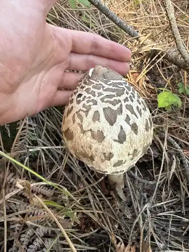 Parasol (Macrolepiota procera) cerca de Valle de Lozoya, octubre de 2026