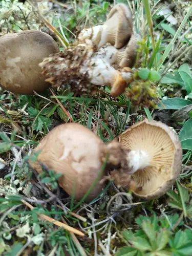Seta de cardo (Pleurotus eryngii) cerca de Sierra de Albarracín, octubre de 2026