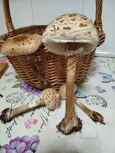 Parasol (Macrolepiota procera) cerca de Sierra de Albarracín, octubre de 2026
