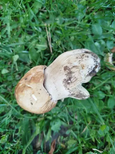 Boletus (Boletus edulis) cerca de Sierra de Albarracín, octubre de 2026
