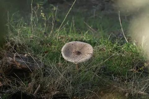 Parasol (Macrolepiota procera) cerca de Sierra de Gredos, octubre de 2026