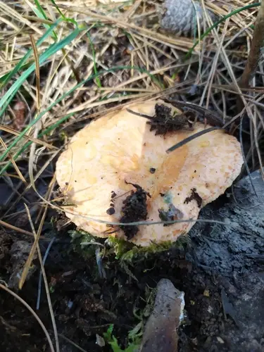 Níscalo (Lactarius deliciosus) cerca de Serranía de Cuenca, octubre de 2021